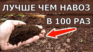 СРОЧНО! В 100 раз мощнее навоза! Огрод весной не узнать.