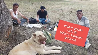 EFSANE ÇOBAN HIDO İLE SOHBET ..KÖPEKLER SALDIRDI SİLAHLA ATEŞETMEK ZORUNDA KALDIM..