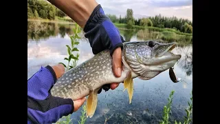 👍👍👍GoLD LAKE ქორჭილა და ქარიყლაპია სპინინგით 🎣🎣 ✔️მიკროჯიგი,✔️პოპერი,✔️ვობლერი(16.08.2018)