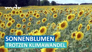 Klimakrise und Krieg: Landwirtschaft setzt auf Sonnenblumen | MDR SACHSEN-ANHALT HEUTE | MDR