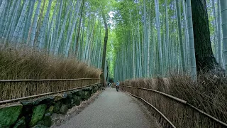 Japan Tour day 6 - Arashiyama Bamboo Grove and Togetsukyo Bridge Kyoto 21 April 2024
