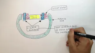 Genetic Engineering Insulin | GCSE Biology (9-1) | KayScience