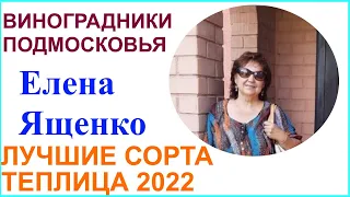 Виноградник Елены Ященко дер. Кузьминское Нарофоминский район. Лучшие сорта винограда в 2022 году.