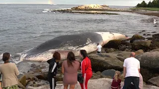 Blue Whale ashore Halifax