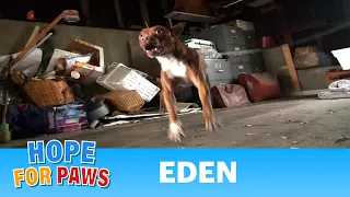 Hope For Paws: Pit Bull rescue like you have never seen before! (Eden) #senior