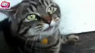 Top Funny Cats. Лучшие приколы про котов 2014