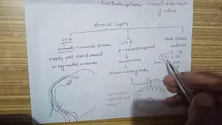 Blood supply of uveal tract