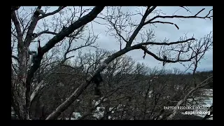 Decorah North Eagles - DNF sounds the alarm;  intruder flies over;  Mr chases / explore.org  4/4/24