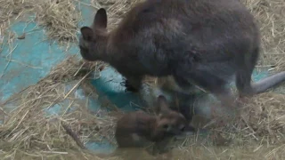 Маленький кенгурёнок 10.03.17