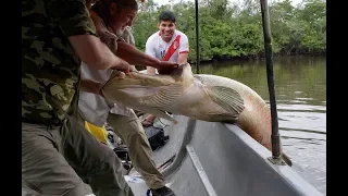 Giant 240 Pound Arapaima River Monster caught by hand in a tiny dugout canoe.