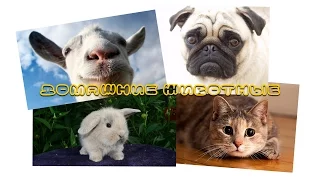 Домашние животные | Развивающий ролик для детей о домашних животных | Слайд-шоу (HD)