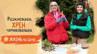 Заготавливаем черенки хрена для высадки весной!