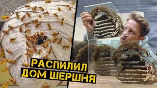 Гнездо Шершня изнутри. Как они это делают?!!