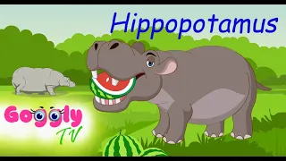 Hippopotamus Fun Facts for preschool kids | Animal series | Education and Entertainment | Cartoon