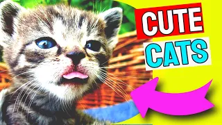 Cute Cats Videos 2021 | Funny Cat Videos 2021