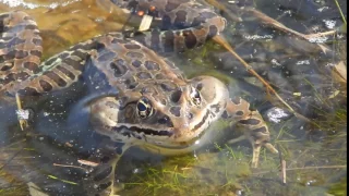 Northern Leopard Frog Calling