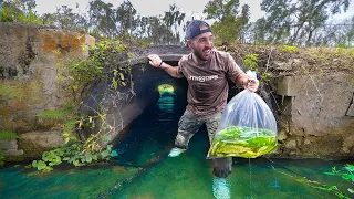 Chasing GIANT Fish STUCK In a TINY Creek!!! (unbelievable spot)