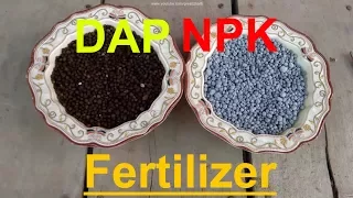 How to Use NPK and DAP Fertilizer | When to Use Fertilizer | Fertilizer for Plants