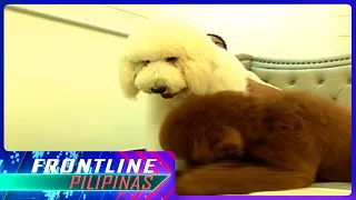 Cute na giant poodles, patok sa mga fur parent | Frontline Pilipinas