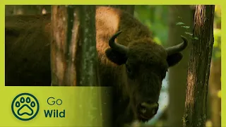 Where wolves, bears and bison roam | Wild Carpathia 3/4 | Go Wild