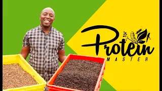 How to feed your Black-soldier fly larvae from eggies to maturity. #ProteinMaster