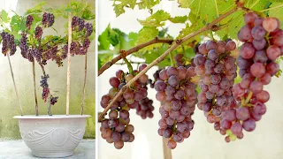 Tips For Growing Grapes At Home Are Fruitful And Easy For Everyone