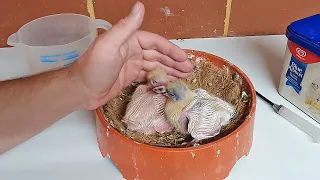Helping Mother Pigeons Raise Babies...