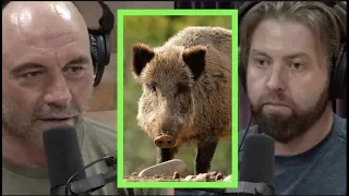 The Ridiculous Expansion of Wild Pigs w/Forrest Galante | Joe Rogan