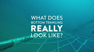 What does bottom trawling really look like?