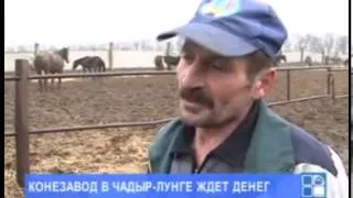 Publika TV:Государство четыре месяца не финансирует конный завод в Чадыр Лунге