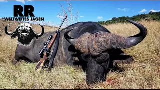 Safari Highlights South Africa | Hunting Cape Buffalo & Plainsgame | Südafrika | RR Weltweites Jagen