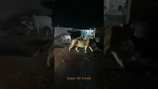 Normal Night In Gir | Sasan Gir Forest | Gir National Park | Gir Forest | Gujarat Tourism | Gujarat