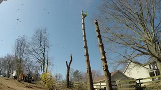 Topping and chunking a pitchy Pine