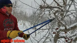 Podando arboles de manzana con mucha nieve en Washington