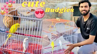 Finally Budgies aa Gaiy 😍🥳 | Red Eyes Budgies 🥰