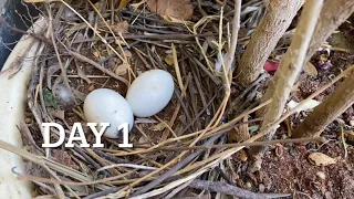 Pigeon LifeCycle |Day to Day Growth