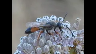 The bite of this Tarantula wasp is blinding, fierce and shockingly electric!!