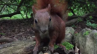Eichhörnchen Entertainment - Eichhörnchen Geräusche | Squirrel Entertainment - Squirrel Sounds