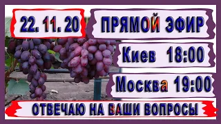 🍇 Стрим. Виноград и виноградарство. Ответы на вопросы.