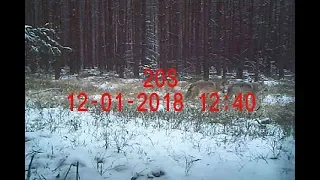 Záznam z fotopasti (Máchův kraj) - výběr 01/2019, (C) 2019 FOREST