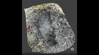 Mike found a print at Bear Island in the Big Cypress Preserve