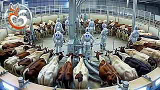 Cow farms, How to raise Millions of cows using automatic farming technology | Farm documentary