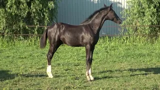 Special Spirit A.S.,colt by Jameson RS2 x Damon Hill x Fidermark.Born:30-4-2022.