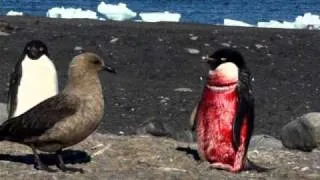 Adelie penguin attacked by a leopard seal, tested by a skua (graphic)