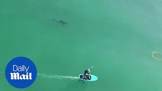 Drone captures great white shark circling unsuspecting surfers