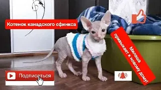 Canadian sphynx cat. New pet at home / Канадский сфинкс. Новый питомец дома.