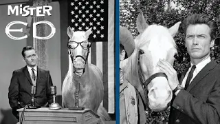 This is How Mister Ed the Talking Horse Died