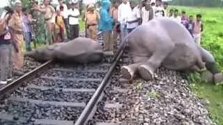 Elephants hit by speeding train in India