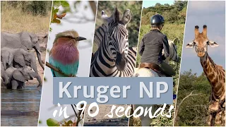 Kruger National Park & Swaziland in 90 seconds