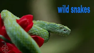 Wild Snake in 4K Ultra HD 4К | COSTA RICA IN 4K 60fps HDR | Compere is Here